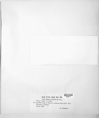 Phoma tecomae image